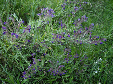 Anchusa officinalis